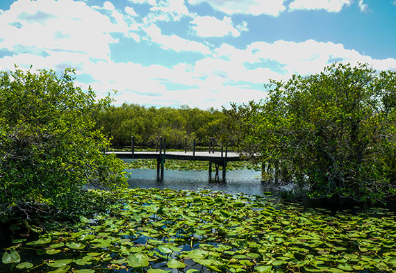 St. Petersburg Boyd Hill