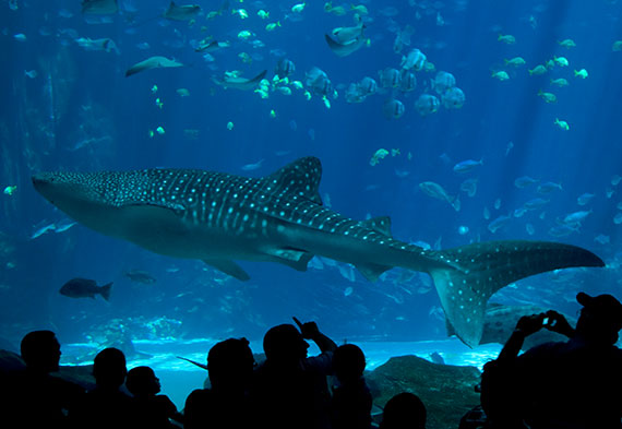The Florida Aquarium