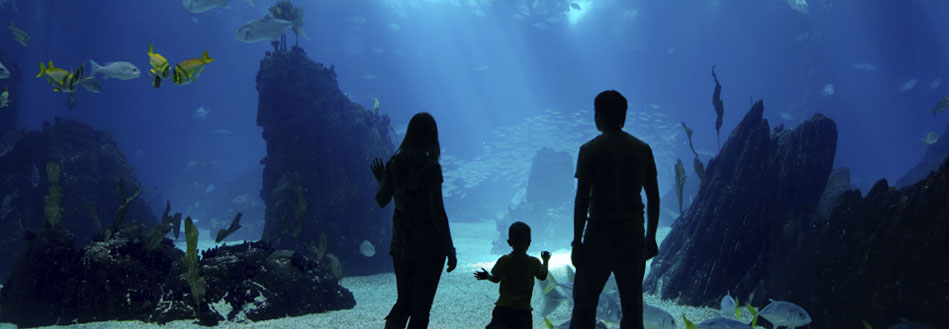 Tampa Bay Hotel Aquariums Packages