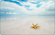 Pet Friendly Hotels St Pete Beach Getaway