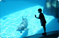 Hotels st Petersburg fl Aquarium Package
